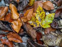 Geflecktes Ahornblatt umgeben von Buchenblättern